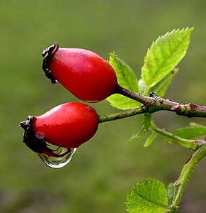 rose-hip