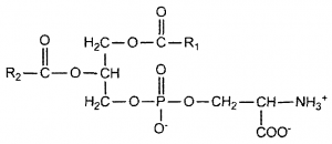 phosphatidylserine sleep